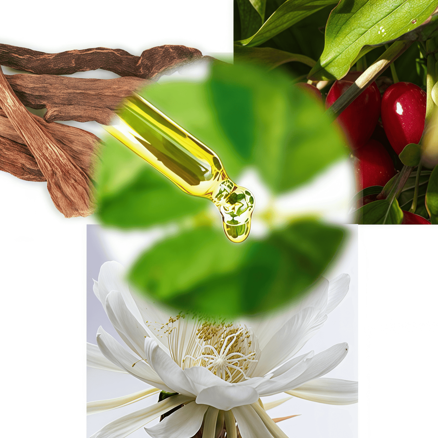 Botanical extract ingredients: Cynomorium songaricum, Saussurea involucrata, and Cornus officinalis. Their benefits are documented in the Compendium of Materia Medica, including nourishing essence, blood, and kidney qi.