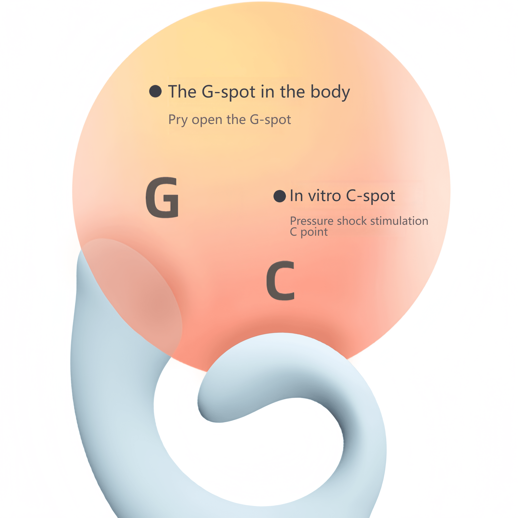 The G-spot (GC) spiral curve is professionally designed to perfectly match the female anatomy, providing more precise stimulation.