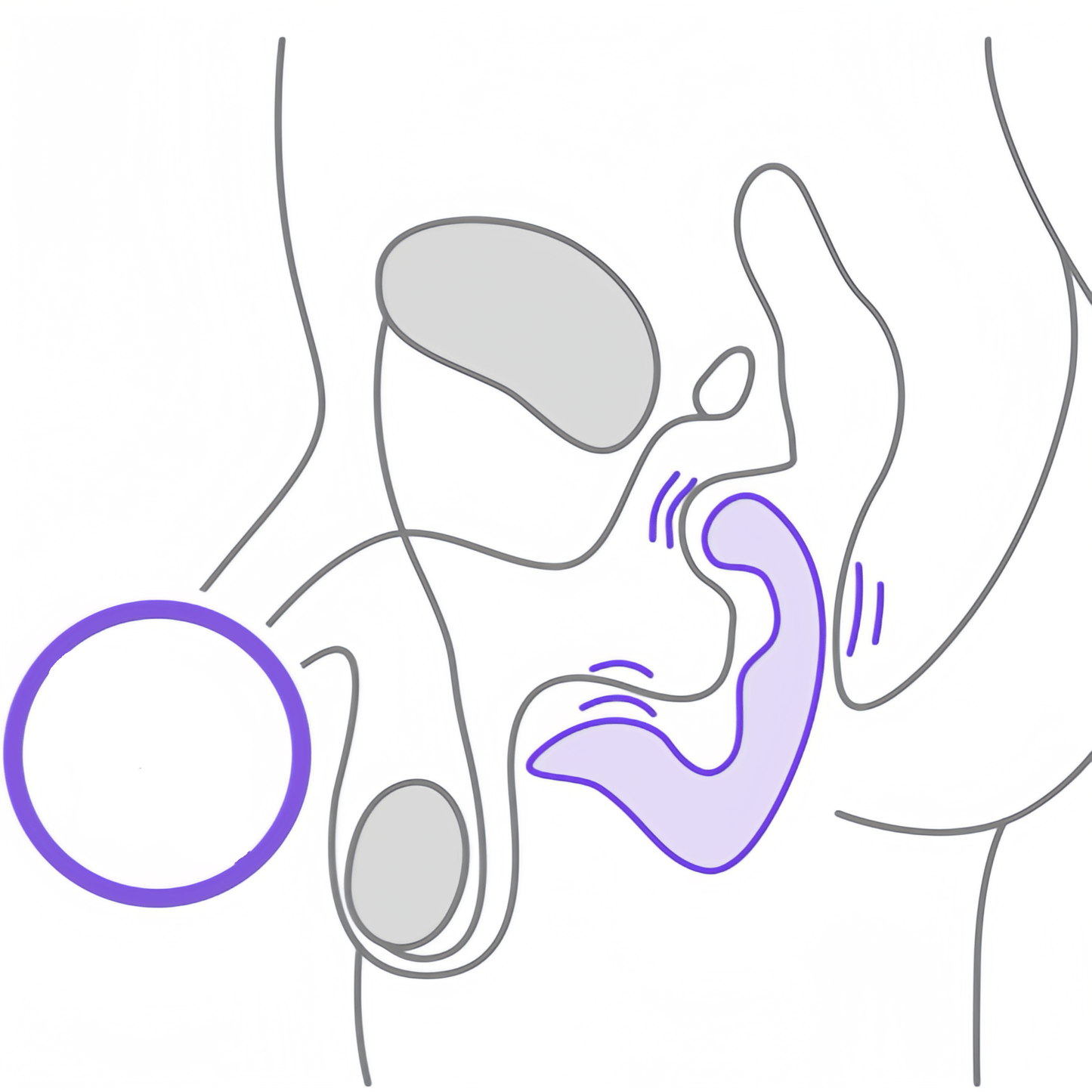 Scientific massage promotes blood circulation in the prostate, and long-term use can help improve men's physiological health.