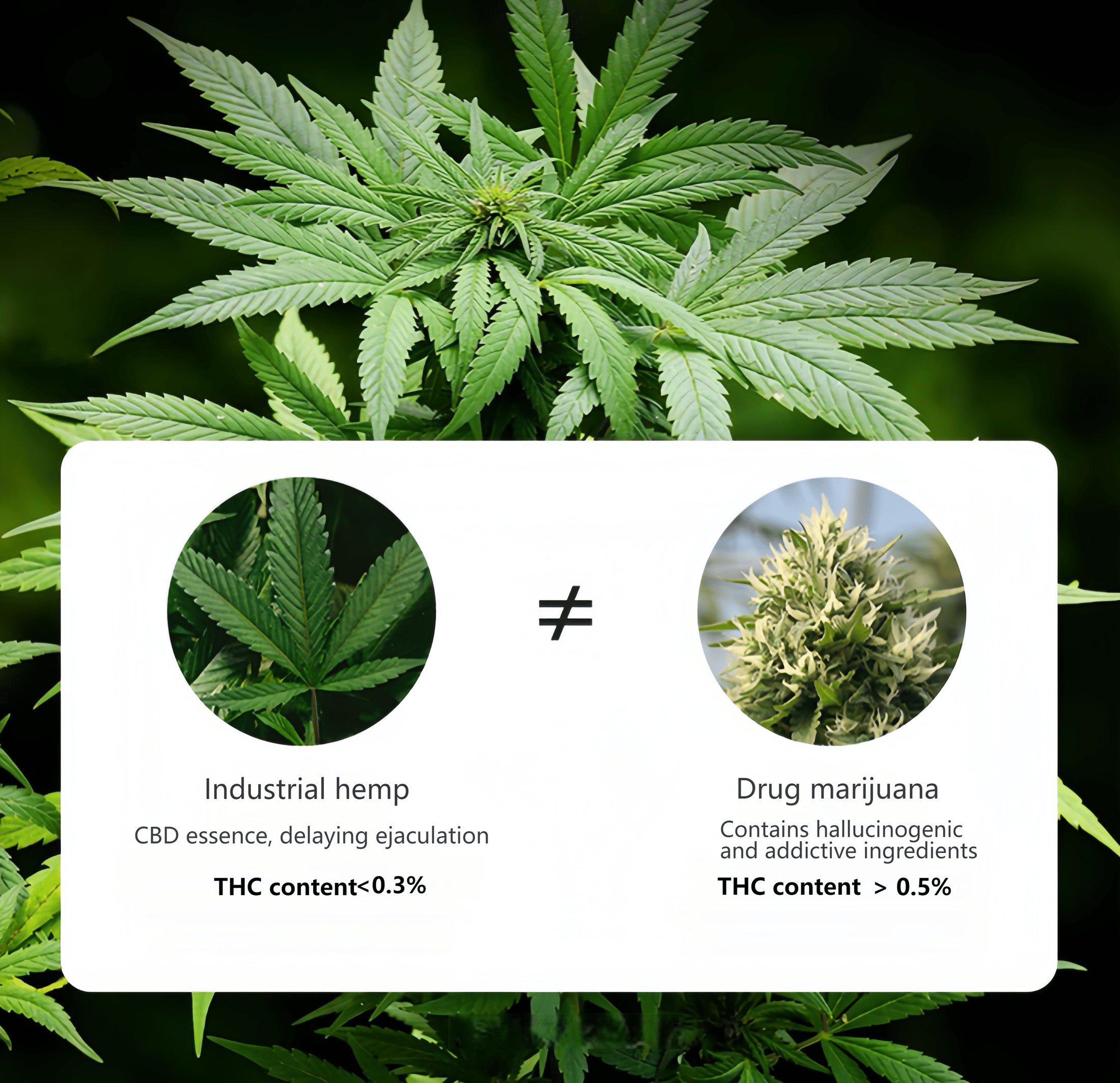 No added hormones, passed 48 hormone-free tests, with no detection of glucocorticoids or hydrocortisone.