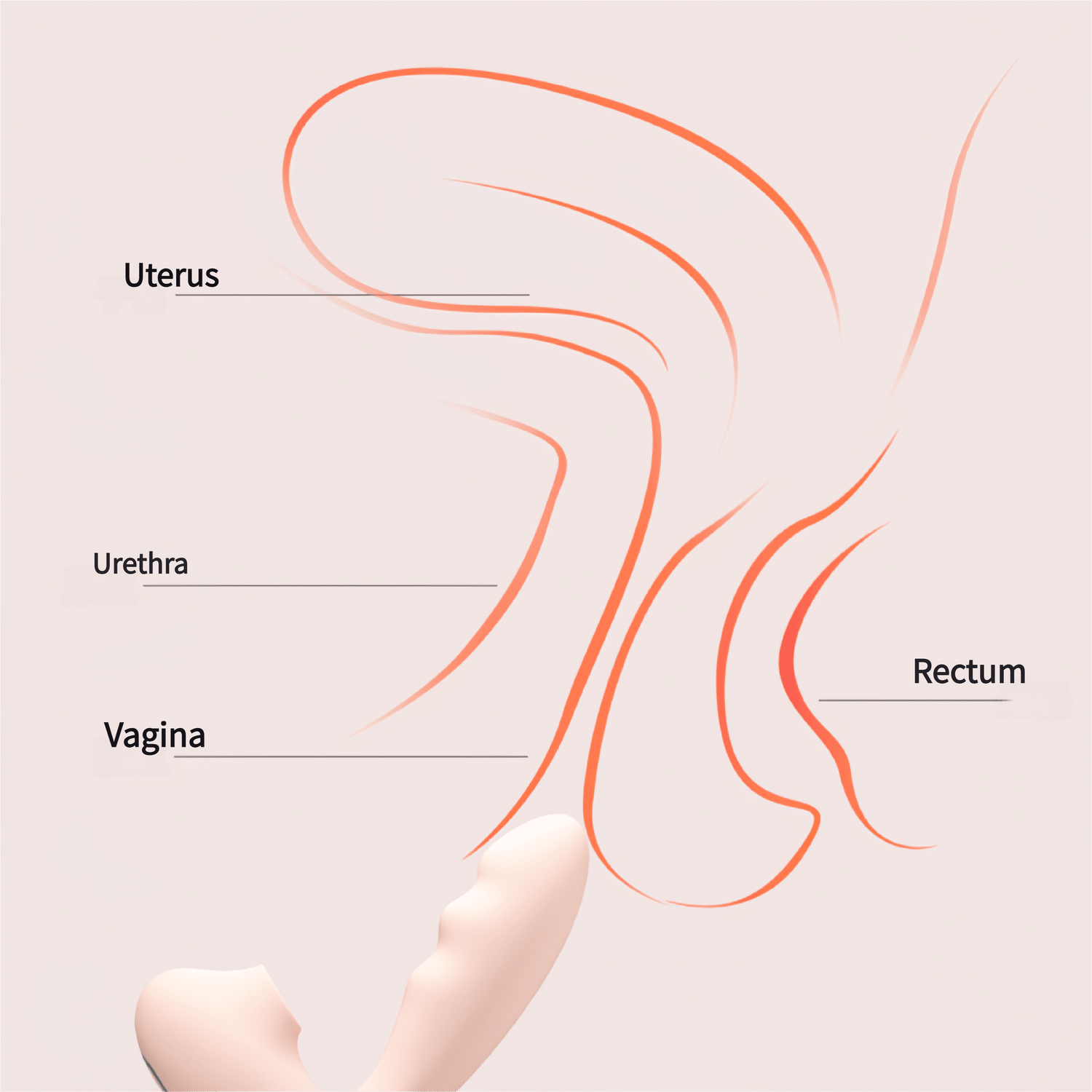 The 15° bend ergonomically tailored to the anatomy of women, with three fingertip-like sections for easy access to sensitive areas.